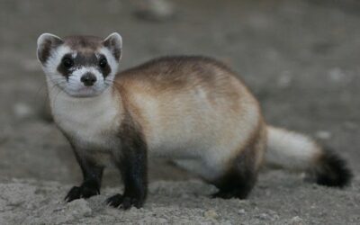 Tiermodelle